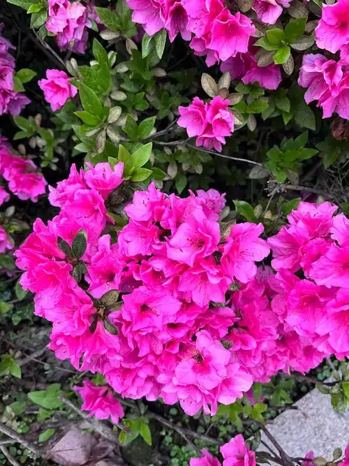 盛开花朵的美景