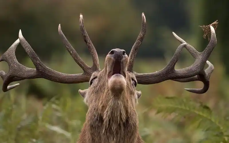 鹿,头,吼声,角 iphone 壁纸