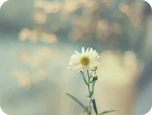 缅怀曾经的你唯美意境图片