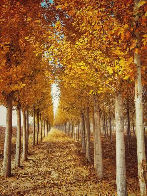 金色白杨林,西北地区的守护者