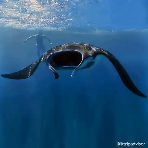 manta manta diving