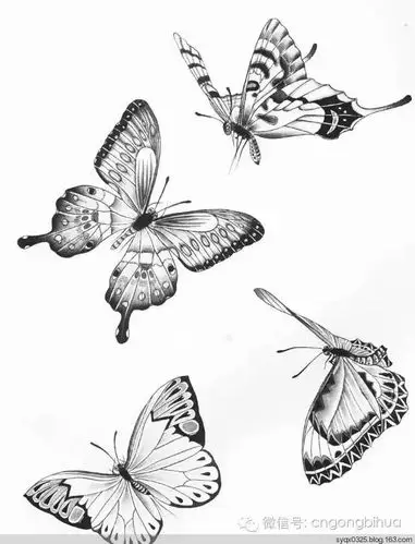 工笔蝴蝶线描画谱 - 水韵清香 - 水韵清香