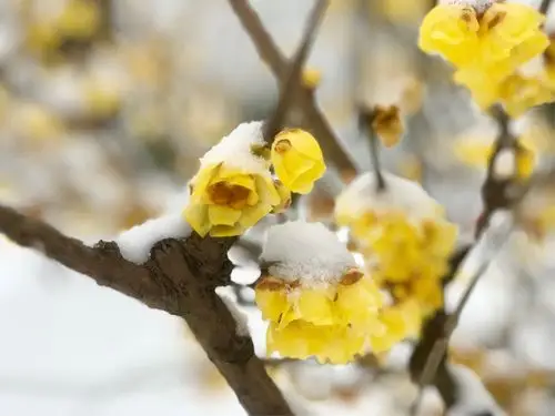 王旭《踏莎行·雪中看梅花》