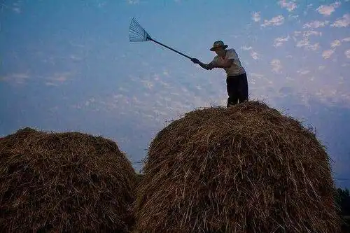满满的儿时回忆:八九十年代农村过麦收!