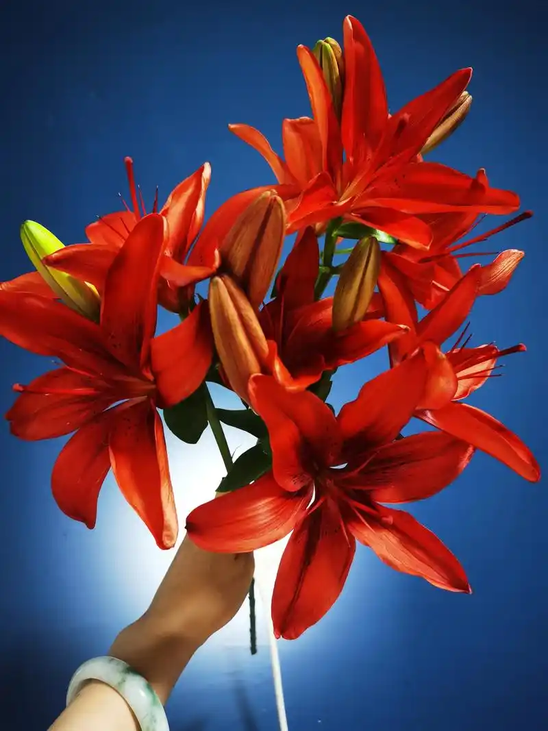 亚百合红宝石真的太美了,每一朵都像是艺术品.