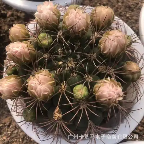 【基地直供】新天地开花仙人球多肉植物盆栽居家花卉绿植耐运输