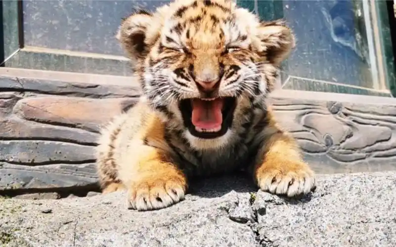 【小奶虎】老虎最凶狠的表情与最奶的叫完美结合