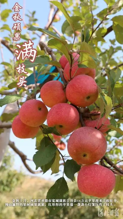 按图索冀金秋硕果满枝头