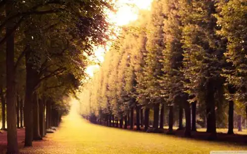 秋天唯美意境美图,高清壁纸,风景图片-回车桌面