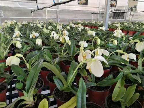 白花兜兰,幽幽匀城