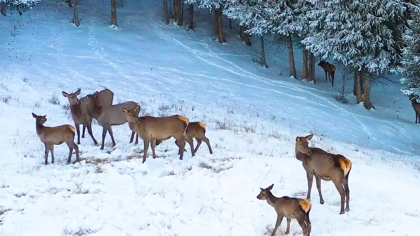 千城胜景|新疆昌吉:野生天山马鹿再现江布拉提草原