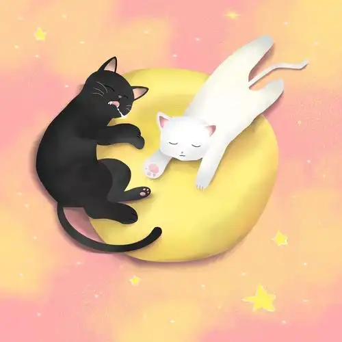 两只猫的依偎