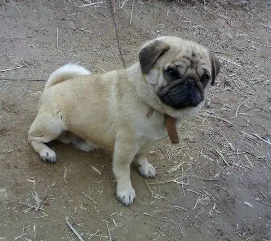 憨厚可爱的小巴哥诚信出售 保证健康 欢迎上门挑选