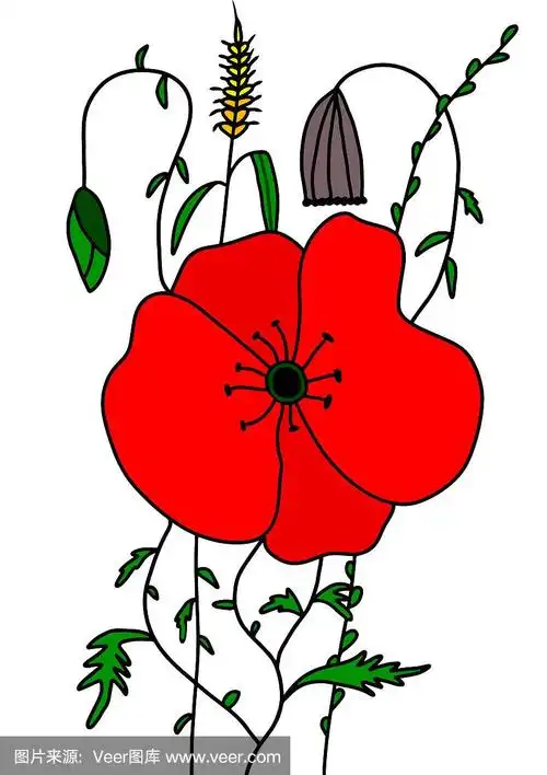 红色罂粟矢量插图.