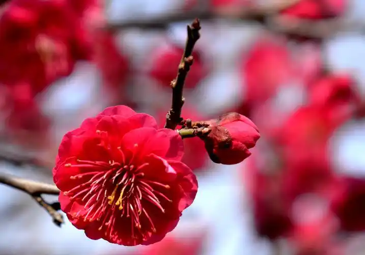 章丘美丽的朱砂梅