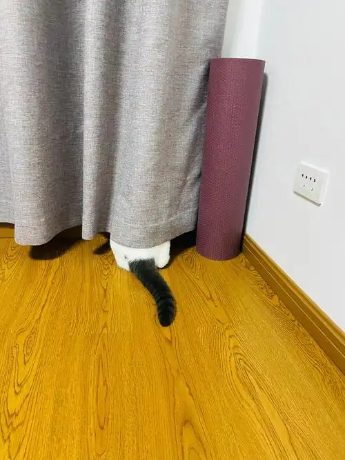 躲猫猫