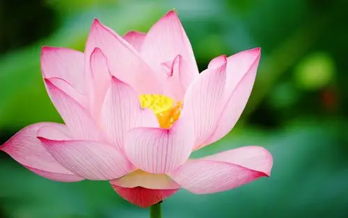 粉红的荷花特写 桌布 - 1680x1050