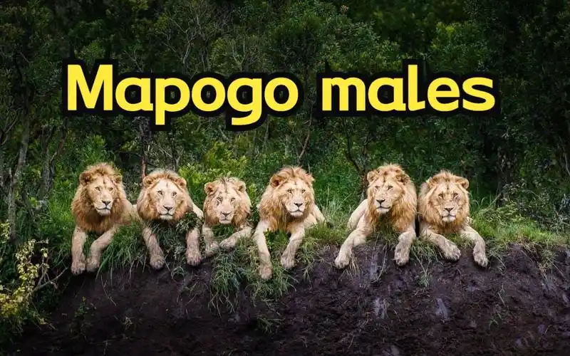 坏男孩联盟三兄弟巡视领地 恩大声音真洪亮