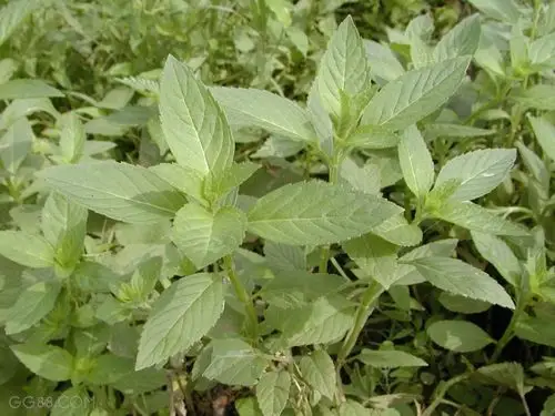 薄荷树 (植物)