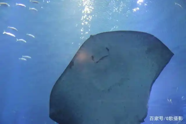 海底生活的蝙蝠鱼双鞭将协助拍摄