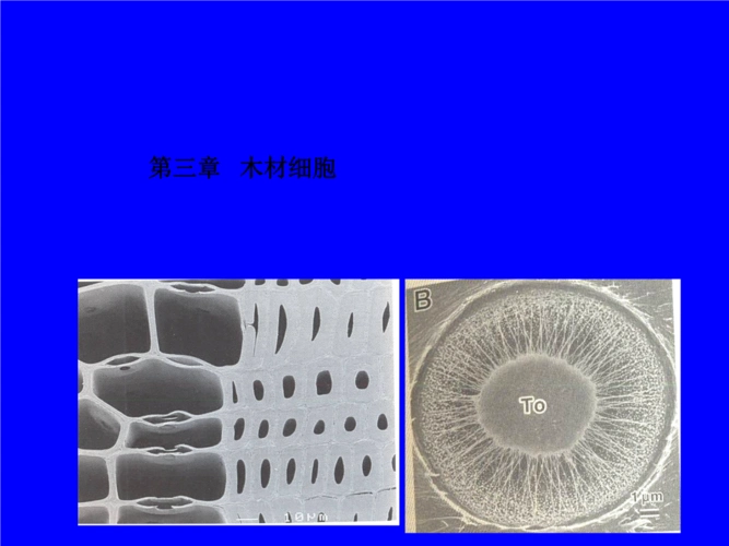 第三章木质细胞.ppt