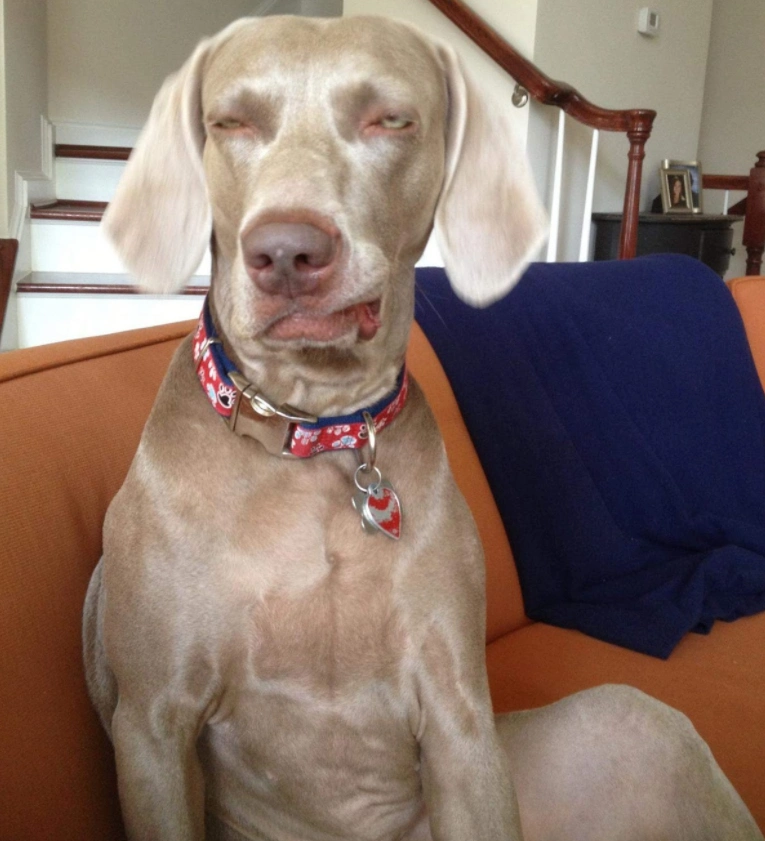 6张爆笑的狗狗囧图