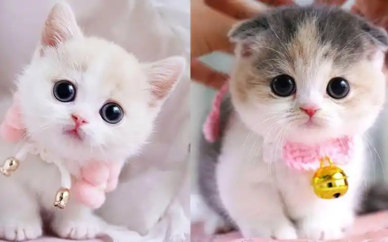 萌萌猫-可爱又有趣的猫视频集锦1 | 治愈小奶猫 |猫猫可以有多可爱?