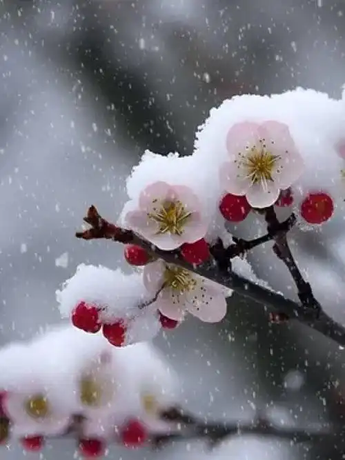 梅花入怀露粉腮 冷艳枝头香飘尽 天涯路远伴君开 #雪中梅花 #诗词