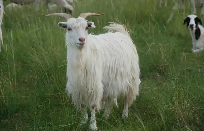 山羊怎么安全过冬