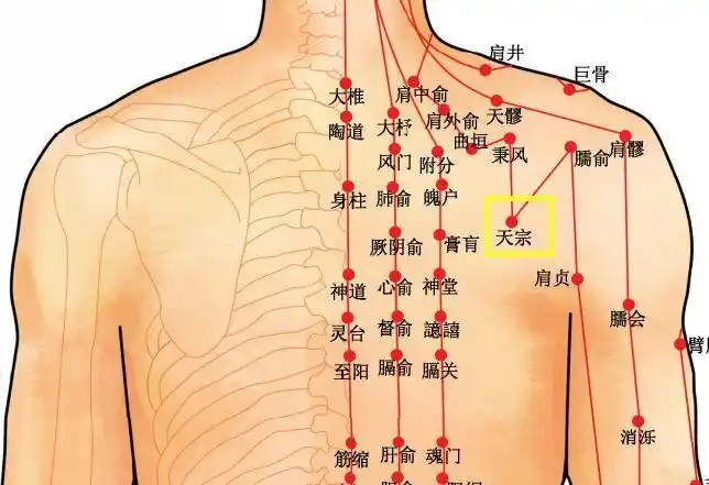 天宗穴:一个穴位打败了乳腺增生!