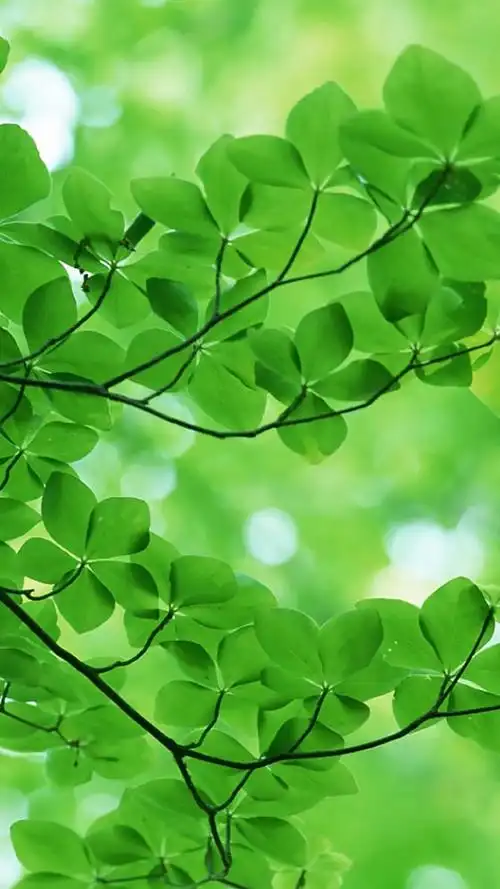 有哪些极富美感的绿色系壁纸