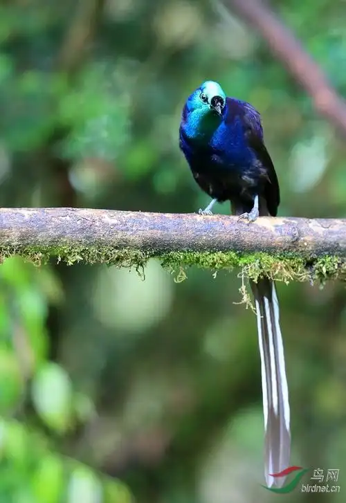 绶带长尾风鸟ribbon-tailed astrapia亚成.jpg