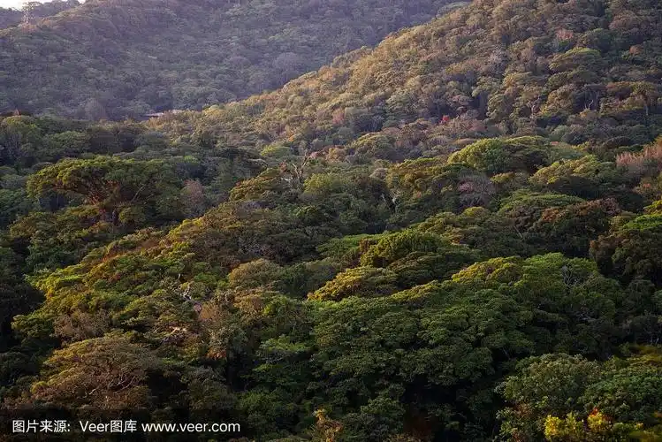 哥斯达黎加雨林