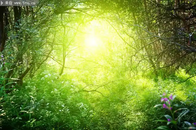 高清树林阳光风景-树木叶子类-百图汇素材网