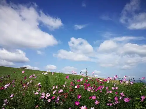蓝天白云,鲜花盛开,和风习习,舒适宜人.草原之旅渐入佳境.