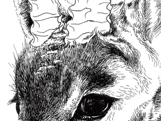 藏羚羊——中性笔速写