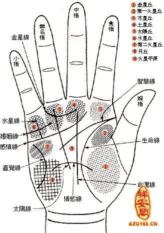 龙脉运势网 相术 手相  生命线深深包围拇指球至底部,最忌短及在中部