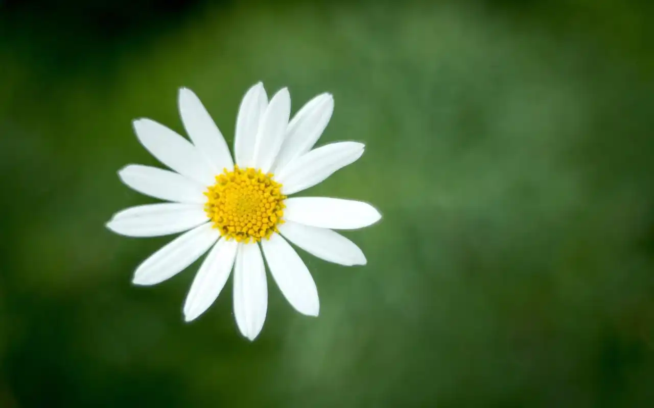 本文 唯美的自然花卉壁纸_简单清新的花朵由小英编辑整理,是 风景