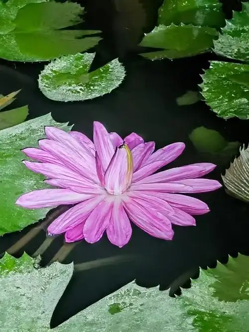 惟有绿荷红菡萏,卷舒开合任天真.  莲心自静出尘处,妙法传来悟世人.