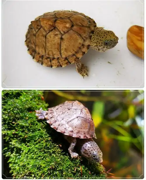 doubleyellow剃刀龟龟活物小型龟蛋龟活体龟苗屋顶龟观赏龟深水龟小