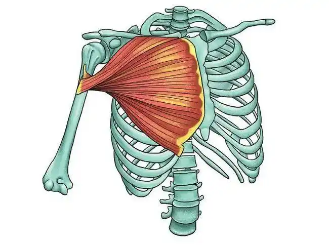 三个动作打造前锯肌雕刻好胸型