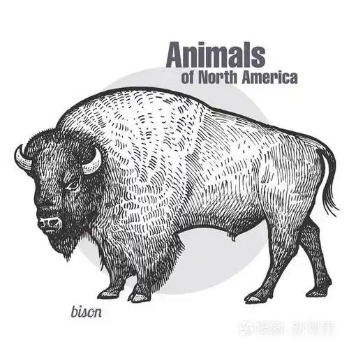 插画 野牛 野生动物的手绘. 北美系列动物. 老式雕刻风格.