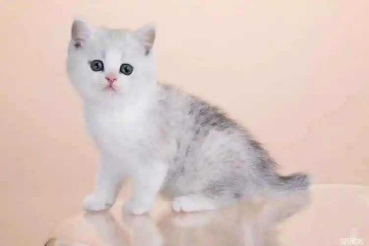 出售纯种英短银渐层 温顺黏人 好饲养 保证健康