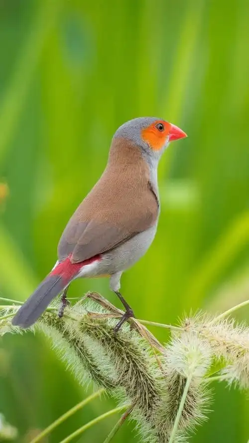 鸟,草,绿色的背景