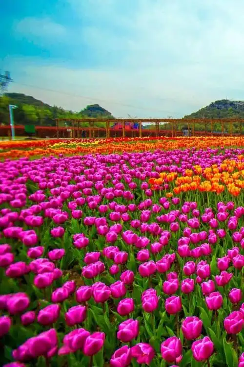 惊艳中国的两大花海,清明时节迎来最佳观赏期