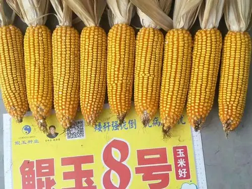 株高220公分,穗位90公分,长势强,叶色浓绿,高抗倒,灾年丰产,丰年高产