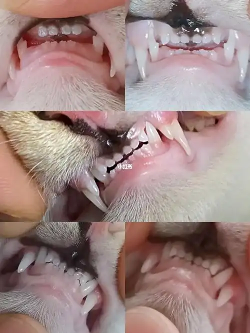 我愣是一颗没捡着#喵星人的日常  #三花猫