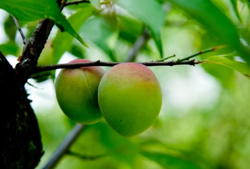 红梅结果子能吃吗红梅结果子能吃吗红梅结果子能吃吗