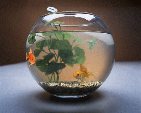 关于风水养鱼摆放禁忌图解图片的信息家里鱼缸摆放位置在哪比较好呢