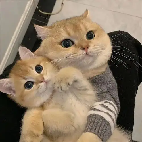求一些两只猫贴贴的头像